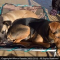 Molly e Jack
